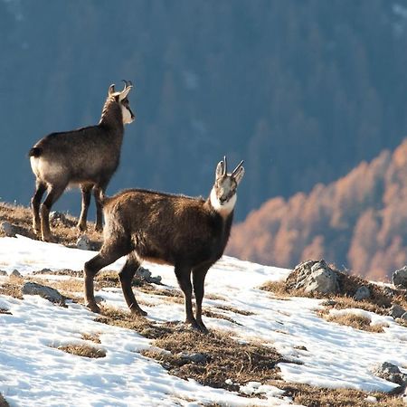 Appartamento Chesa Sper l'Ovel Brail Zernez Esterno foto